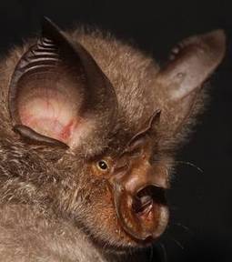 Quatre nouvelles esp&egrave;ces de chauves-souris d&eacute;couvertes en Afrique | Actualit&eacute;s Afrique | Scoop.it