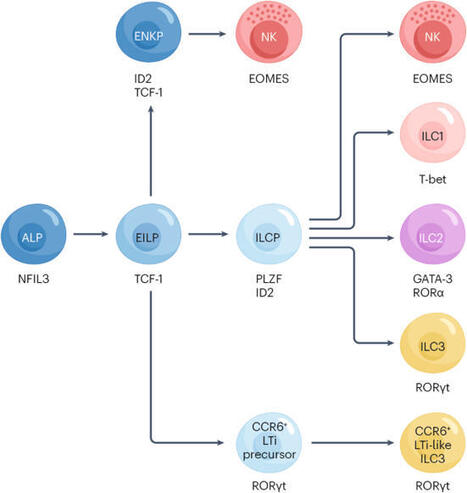 Innate lymphoid cells in rheumatoid arthritis as mediators of pathology and resolution | Nature Reviews Rheumatology | Mucosal Immunity | Scoop.it