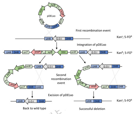 Development of a markerless tool for targeted chromosome modification in the thermophilic and methylotrophic bacterium Bacillus methanolicus | Mcf | RMH | Scoop.it