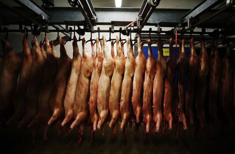 Abattoirs : d’«immenses usines» qui sont «incompatibles» avec le respect des mesures sanitaires - Le Parisien | La Gazette des abattoirs | Scoop.it