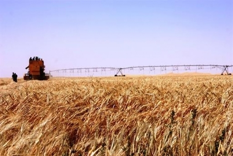 Algérie/Céréales: l'objectif d'autosuffisance en blé dur tributaire de la superficie  irriguée | MED-Amin network | Scoop.it