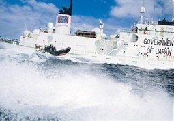 Australian Government's stance on whaling looks weak | OUR OCEANS NEED US | Scoop.it