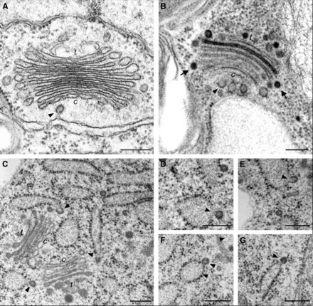 Vesicles versus Tubes: Is Endoplasmic Reticulum-Golgi Transport in Plants Fundamentally Different from Other Eukaryotes? | Plant Sciences | Scoop.it