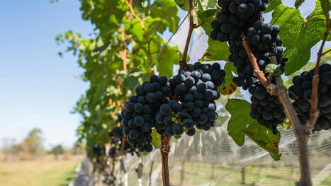 VITICULTURE : Portuguese and German vineyard produces 400,000 bottles of Alentejo wine&nbsp; | CIHEAM Press Review | Scoop.it