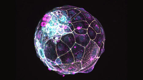 Avec de faux embryons, comment des chercheurs esp&egrave;rent traiter l'infertilit&eacute; | Le Huffington Post LIFE | Bio&eacute;thique & Procr&eacute;ation | Scoop.it