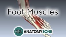 Lower Limb • AnatomyZone | Lower Limb | Scoop.it