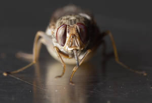 La découverte du génome de la mouche tsé-tsé donne de l'espoir aux agriculteurs africains | EntomoNews | Scoop.it