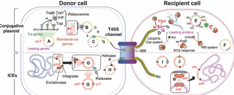 Bacterial conjugation and its deployment for diverse biotechnology applications | badv | RMH | Scoop.it