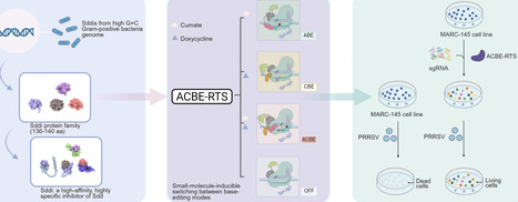 Regulated transformation system (RTS): sddi-mediated programmable shut-off and mode switching of base editors | nar | RMH | Scoop.it
