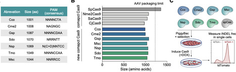 Iterative engineering of a compact Cas9 ortholog for in vivo gene editing via single AAV delivery | brvbe | RMH | Scoop.it