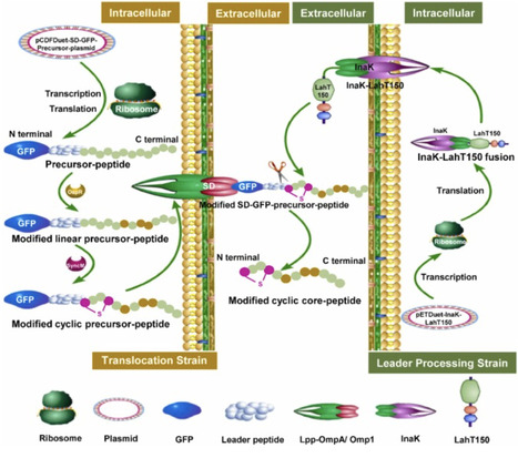 A Screening Platform in Escherichia coli for Modified Antimicrobial Peptide by Combining Surface Display and Co-culture | mre | RMH | Scoop.it
