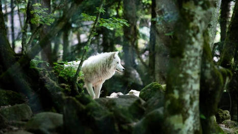 Le grand retour du loup en France | Biodiversité | Scoop.it