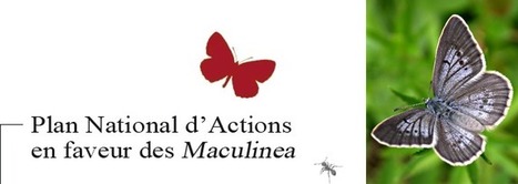 Agir pour les papillons azurés : Plaquette de synthèse du PNA Maculinea | Insect Archive | Scoop.it