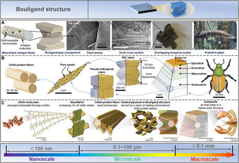 Qu'est-ce qu'une structure de Bouligand ? | EntomoScience | Scoop.it
