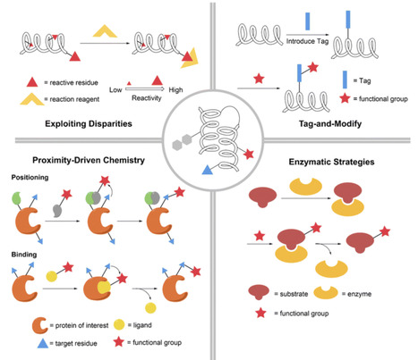 Recent advances in site-specific modifications of peptides and proteins | rsc | RMH | Scoop.it