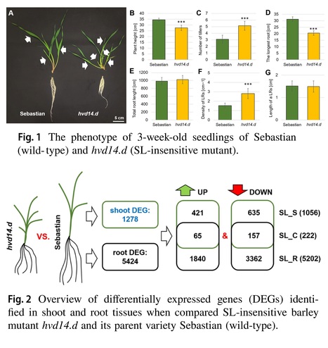 Strigolactone insensitivity affects differential shoot and root transcriptome in barley  | Plant hormones (Literature sources on phytohormones and plant signalling) | Scoop.it