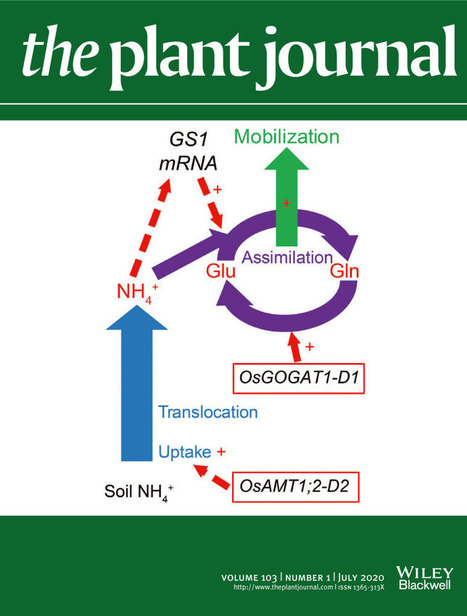 The key role of terminators on the expression and post‐transcriptional gene silencing of transgenes | Plant Molecular Farming | Scoop.it