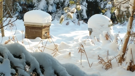 Que devient la ruche en hiver ? | Les Colocs du jardin | Scoop.it