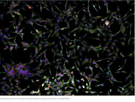 Vieillir en bonne santé : le secret pourrait se trouver dans les cellules de la peau | L'IRIT UMR5505 (CNRS-Toulouse INP-UT-UT Capitole-UT2) dans les médias en ligne | Scoop.it