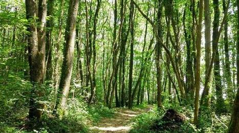 Bretagne: Avec EcoTree, vous achetez un arbre tout en gagnant de l’argent | GREENEYES | Scoop.it