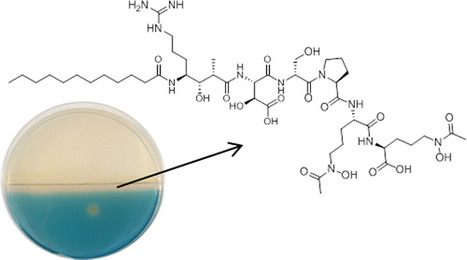 Variochelins, Lipopeptide Siderophores from Variovorax boronicumulans Discovered by Genome Mining | Natural Products Chemistry Breaking News | Scoop.it