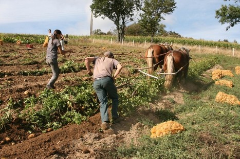 L'homme qui cultivait à l'oreille des chevaux | La Sagesse de la Nature | Scoop.it