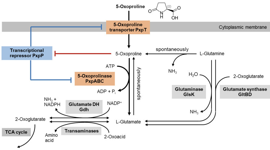 Growth of Corynebacterium glutamicum on 5-oxo-L...