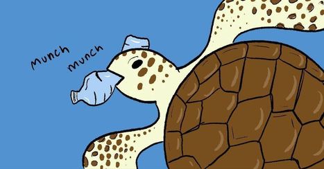 Sea Turtles Might Be Eating Old Plastic Because It Smells Like Shrimp | Coastal Restoration | Scoop.it
