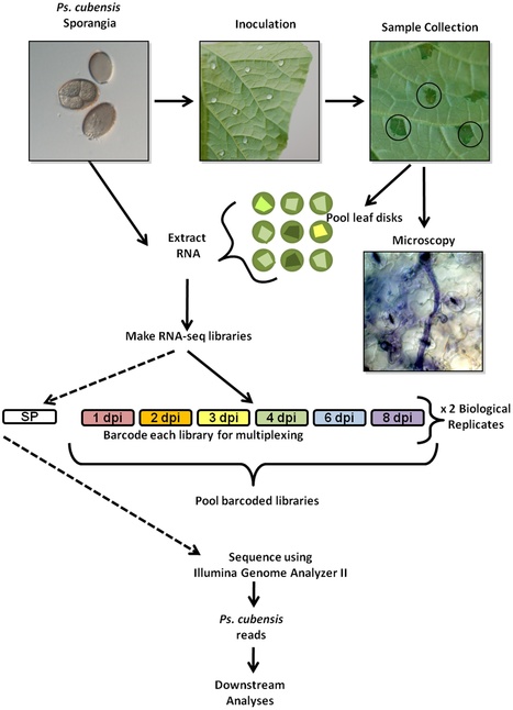 PLoS ONE: mRNA-Seq Analysis of the Pseudoperonospora cubensis Transcriptome During Cucumber (Cucumis sativus L.) Infection (2012) | Plant Pathogenomics | Scoop.it