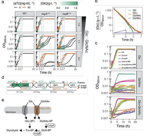 Multi-omics profiling reveals atypical sugar utilization and identifies a key membrane composition regulator in Streptococcus pneumoniae | Brvsys | RMH | Scoop.it