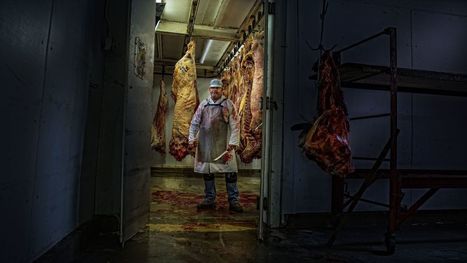 Coronavirus : près de 150 employés testés positifs dans un abattoir aux Pays-Bas | La Gazette des abattoirs | Scoop.it