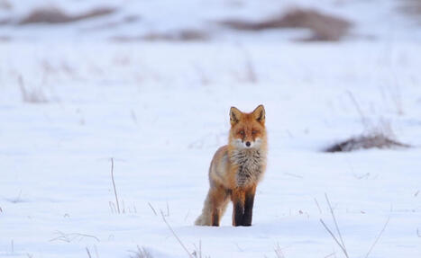 Luonto nyt: H&auml;lytt&auml;v&auml;n matalia j&auml;lkitiheyksi&auml; talven lumij&auml;lkilaskennoissa | 1Uutiset - Lukemisen t&auml;hden | Scoop.it