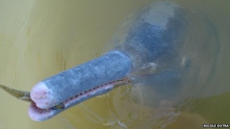 New river dolphin species found | RAINFOREST EXPLORER | Scoop.it