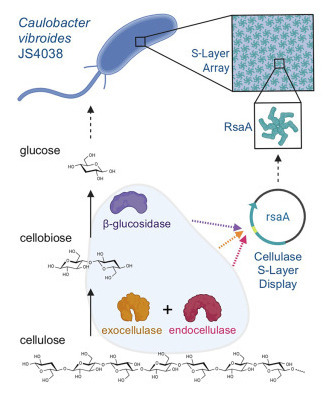 Cellulase catalysis on cell surfaces using Caulobacter S-layer display | iSci | RMH | Scoop.it