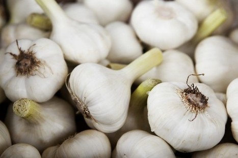 Come coltivare aglio in vaso sul balcone - Non sprecare | Orto, Giardino, Frutteto, Piante Innovative e Antiche Varietà | Scoop.it