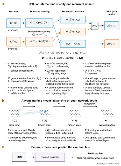 Understanding computation through biological self-organization | cin | RMH | Scoop.it