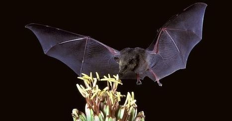 Le système immunitaire des chauves-souris leur permettrait de cohabiter avec le virus Ebola | Wuhan, Hubei | Scoop.it