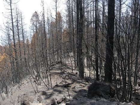 Razones para no quemar bosques | Recull diari | Scoop.it