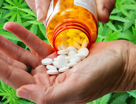 Daily Cannabis Use Can Help People Get Off Opioids (STUDY) | Cannabis.Net | Scoop.it