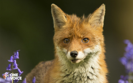 Mettre fin au massacre des renards en France | Les Colocs du jardin | Scoop.it