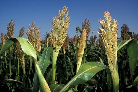 Le maïs OGM interdit en France | Toxique, soyons vigilant ! | Scoop.it