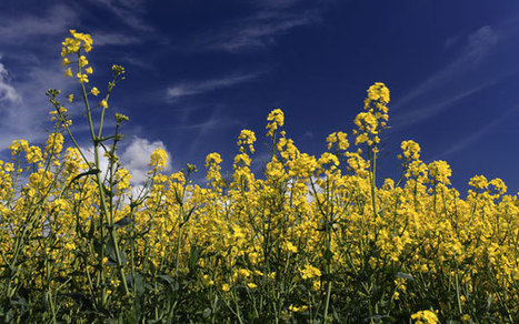 GM crops given green light by government  - Telegraph (2014) | SEED-DREAM Lab info | Scoop.it