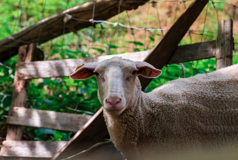 Bourgogne Franche-Comté : la Région consolide la filière ovine pour soutenir les éleveurs | Actualité Bétail | Scoop.it