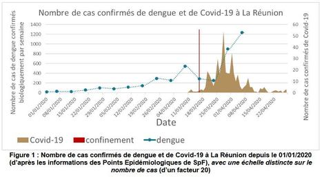 La pandémie de Covid-19 ne doit pas nous faire oublier la dengue | EntomoNews | Scoop.it