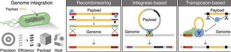Emerging trends in genome integration tools for precision engineering of diverse bacterial species | sbio | RMH | Scoop.it