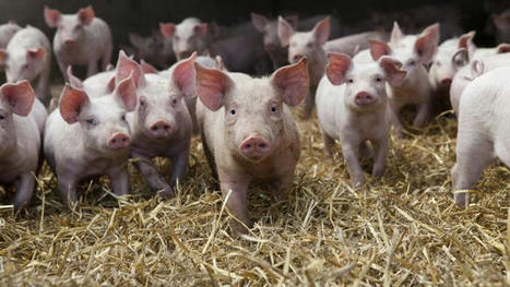 Face à une «crise historique», la filière porcine appelle l'État au secours | Actualité Bétail | Scoop.it