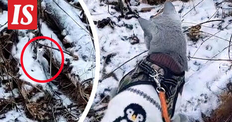 Kissa kohtasi lumikon Suonenjoella | 1Uutiset - Lukemisen t&auml;hden | Scoop.it