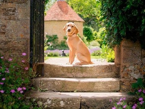 Tecnolog&iacute;a para tus mascotas | I didn't know it was impossible.. and I did it :-) - No sabia que era imposible.. y lo hice :-) | Scoop.it