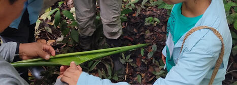 Following the Beetles: Discovering Connections Between Plants and Insects in the Amazon | RAINFOREST EXPLORER | Scoop.it