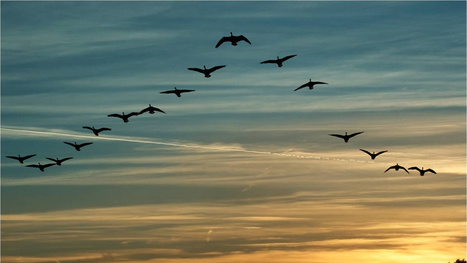 Ya hay una explicación: por qué los pájaros vuelan en formación en "V" | Bichos en Clase | Scoop.it